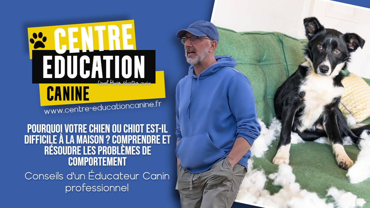 Comment rendre ton chiot propre rapidement et efficacement